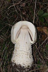 Wiesenchampignon-b.jpg