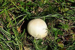 Wiesenchampignon.jpg