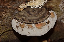 Wulstiger Lackporling Ganoderma cf. adspersum-B.jpg
