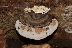 Wulstiger Lackporling Ganoderma cf. adspersum-a.jpg