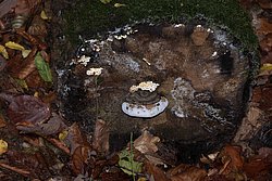 Wulstiger Lackporling Ganoderma cf. adspersum.jpg