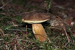 Ziegenlippe-a.jpg