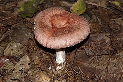 Zottiger Birkenmilchling-b.jpg