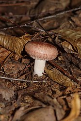 Zottiger Birkenmilchling-c.jpg