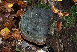 Zunderschwamm Fagus sylvatica.jpg