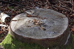 brauner Rasling-a.jpg