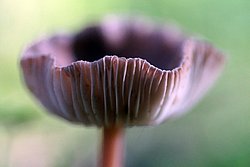 brennende rübling Gymnopus peronatus-a.jpg