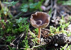 brennende rübling Gymnopus peronatus.jpg