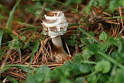 chlorophyllum spec.-a.jpg