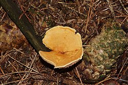 falscher Pfifferling-1.jpg