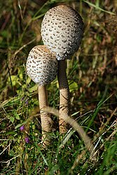 geschlossener parasol-1.jpg