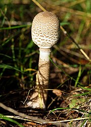 geschlossener parasol.jpg