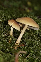 graublättriger schwefelkopf Hypholoma capnoides-a.jpg
