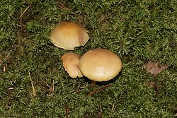 graublättriger schwefelkopf Hypholoma capnoides.jpg