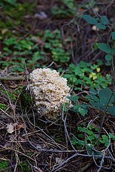 krause glucke-1.jpg