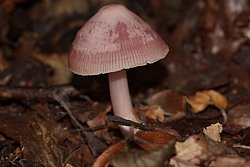 rosa Rettichhelmling-a.jpg