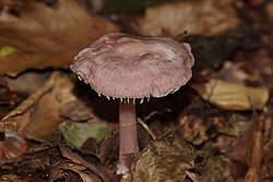 rosa Rettichhelmling-b.jpg