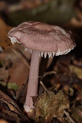 rosa Rettichhelmling-c.jpg