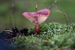 roter Milchling-a.jpg