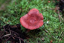 roter Milchling.jpg