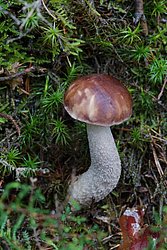 wollstieliger Rauhfuss-a.jpg