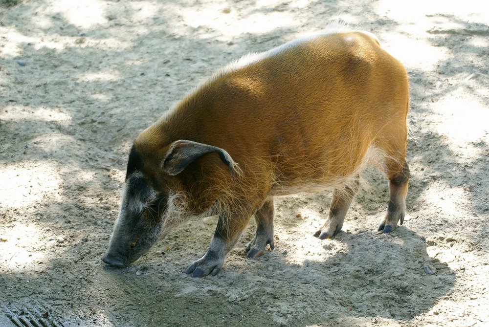 Pinselohrschwein-002.JPG