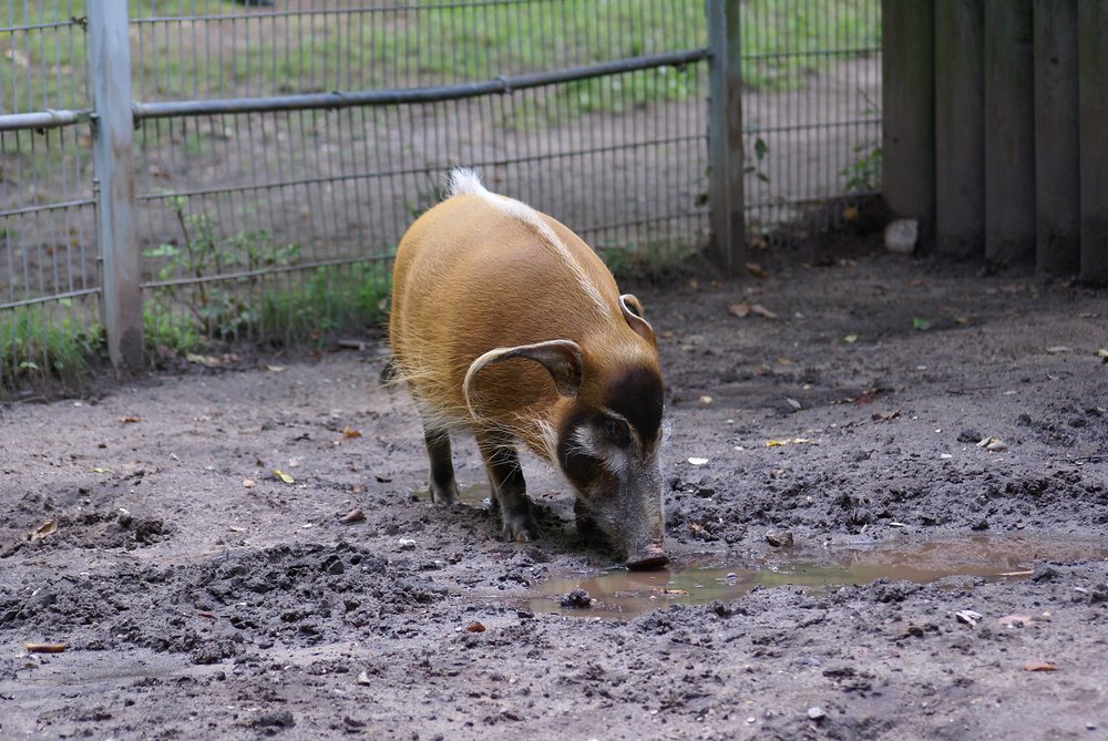 Pinselohrschwein-004.jpg
