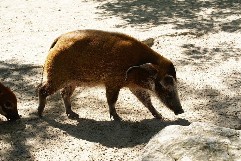 Pinselohrschwein-005.JPG