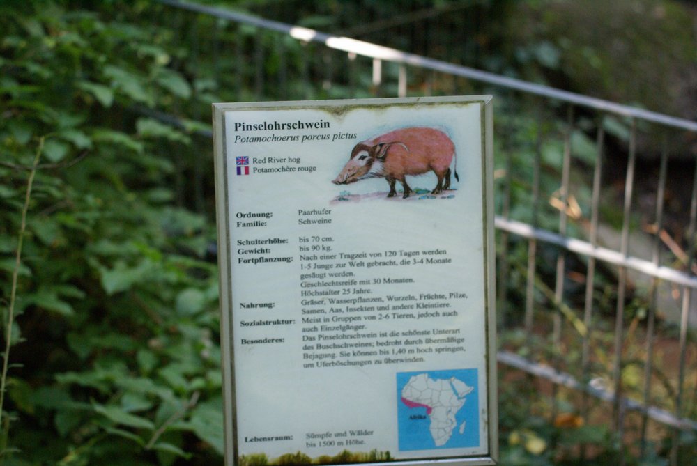 Pinselohrschwein-006.JPG