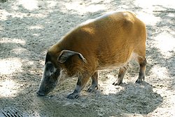 Pinselohrschwein-002.JPG