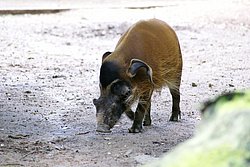 Pinselohrschwein-003.jpg