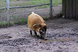Pinselohrschwein-004.jpg
