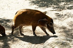 Pinselohrschwein-005.JPG