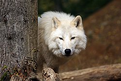 Polarwolf-05.jpg