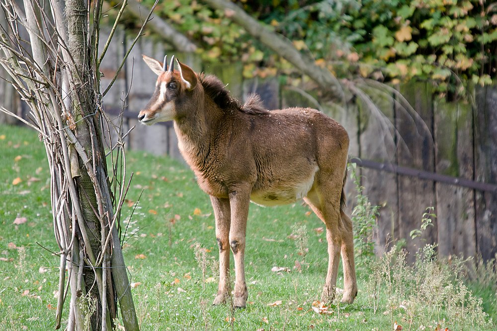 Rappenantilope-02.JPG