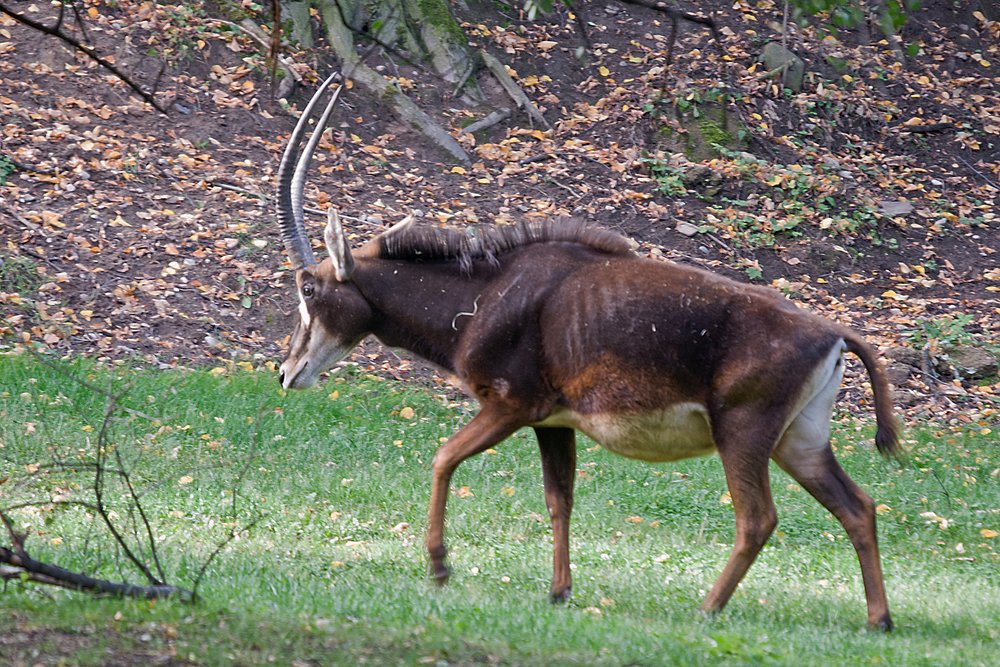 Rappenantilope-03.JPG