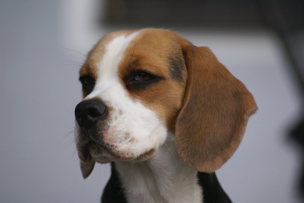 Beagle-001.jpg