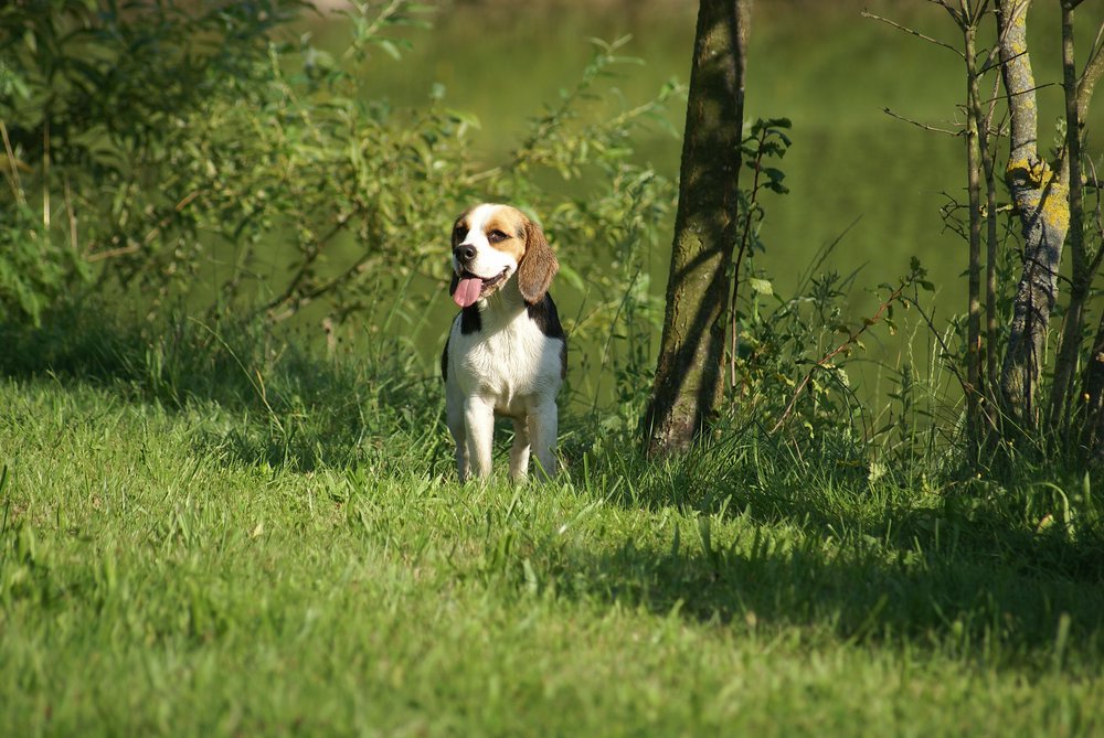 Beagle-002.jpg
