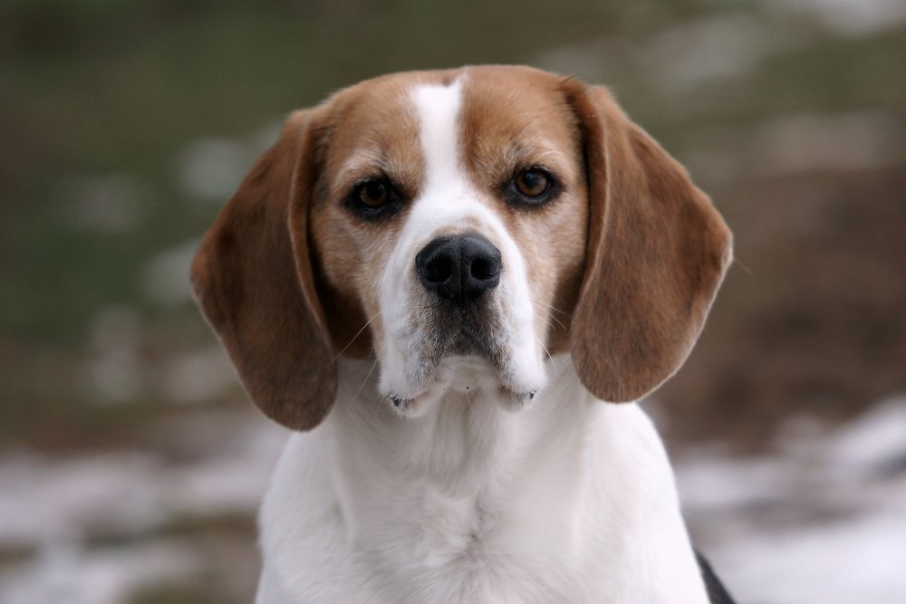 Beagle-003.jpg