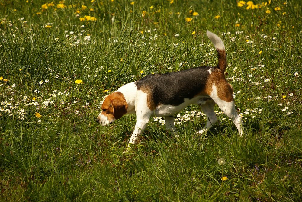 Beagle-004.jpg