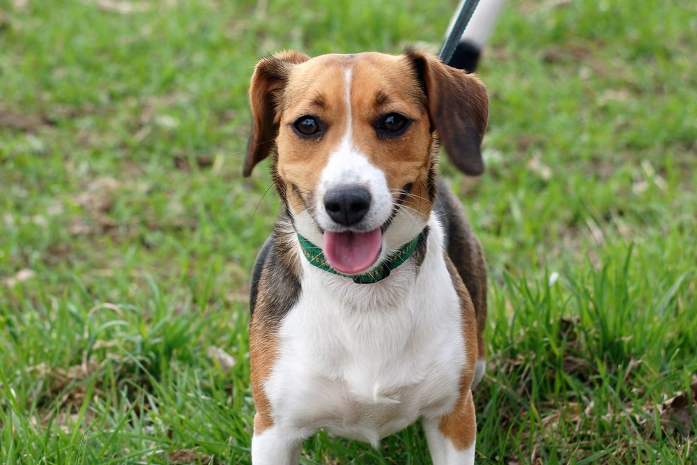 Beagle-Jackrussel-001.jpg