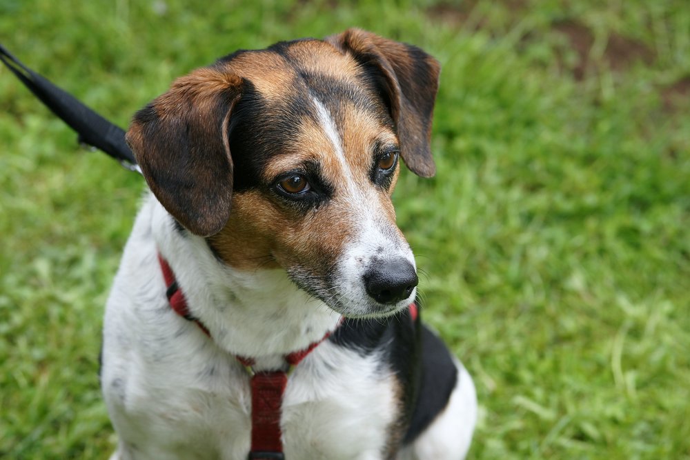 Beagle-Mix-001.JPG