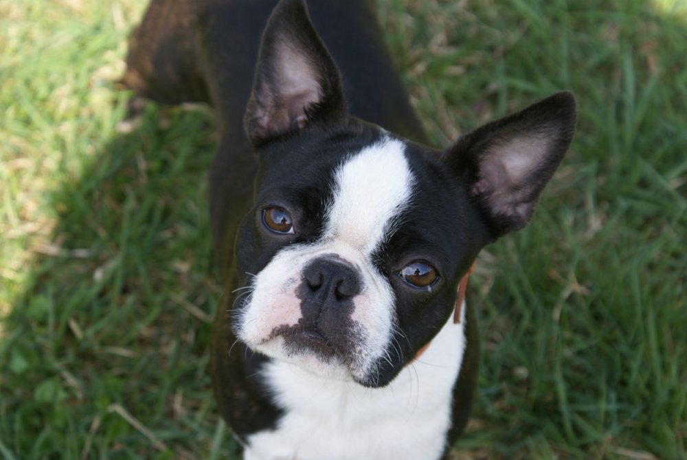 Boston-Terrier-001.JPG