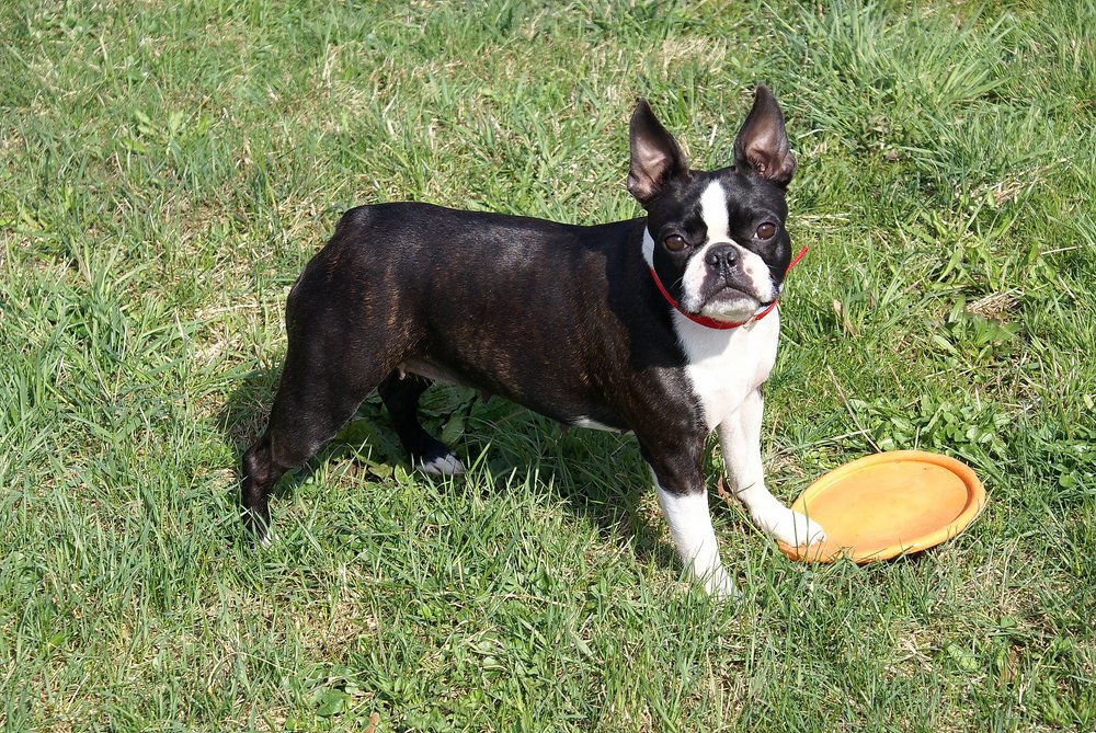 Boston-Terrier-003.JPG