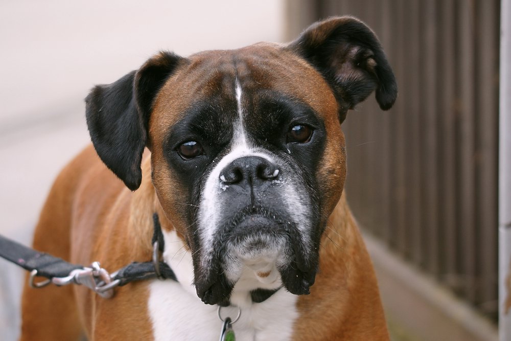 Boxer-001.JPG