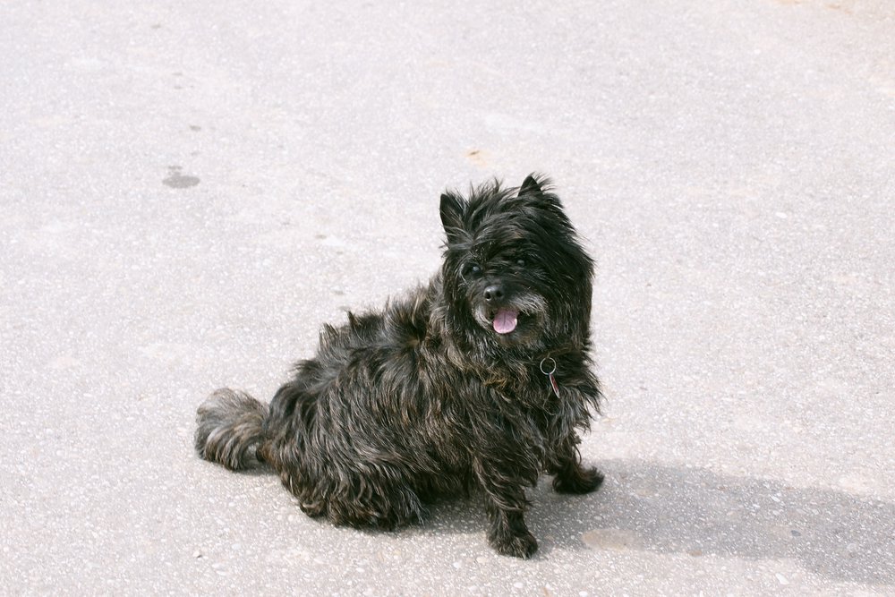 Cairn Terrier-002.JPG