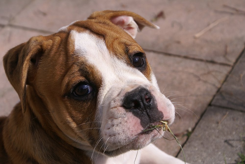 Continental Bulldog-001.jpg