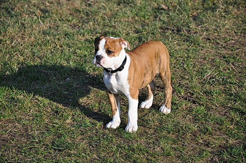 Continental Bulldog-002.JPG