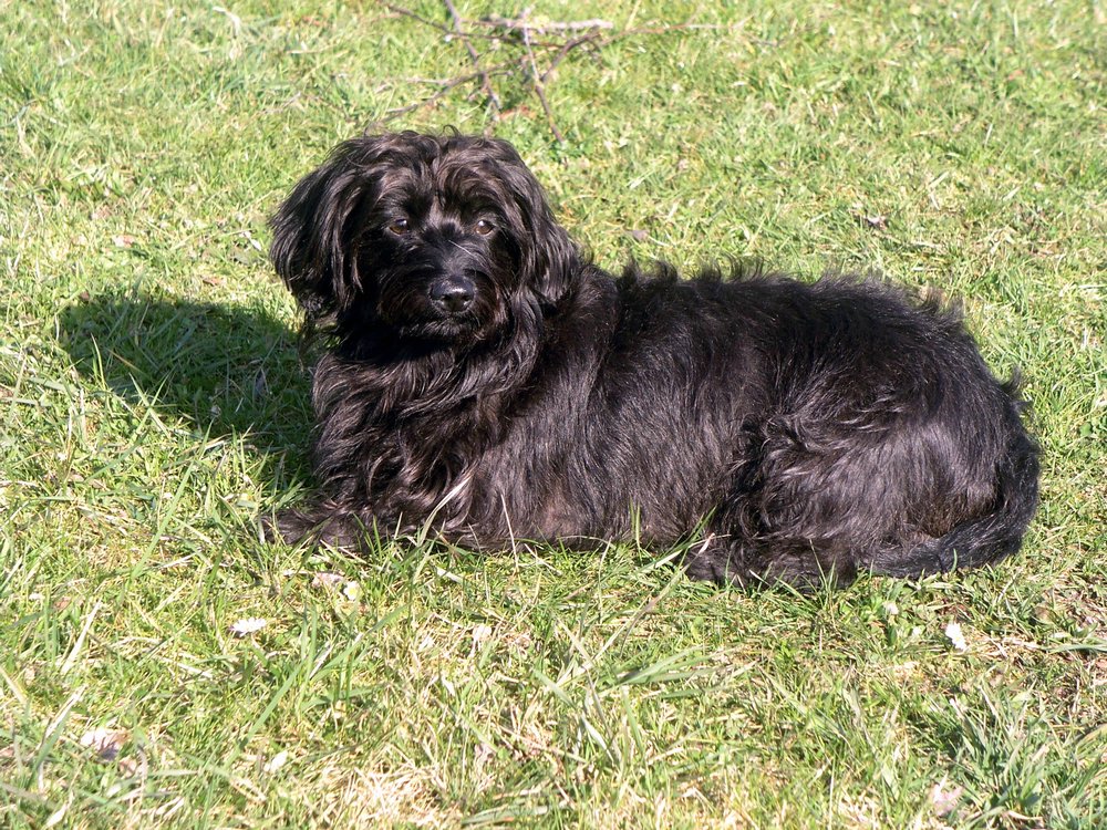 Dackel-Mix-001.jpg