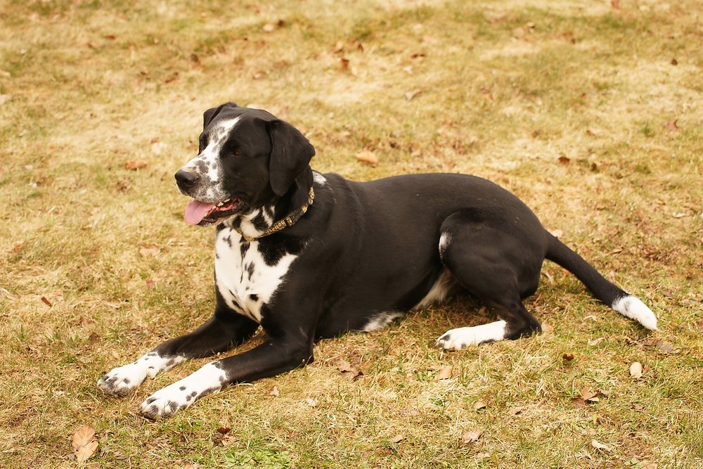 Dalmatiner-Mix-002.JPG